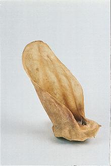 Kalbsöhrli mit Muschel